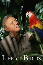 The Life of Birds