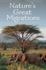 Nature's Great Migrations (Aka the Great Race)