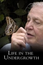 Life in the Undergrowth