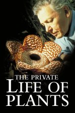 The Private Life of Plants
