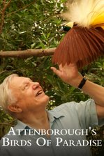 Attenborough's Paradise Birds