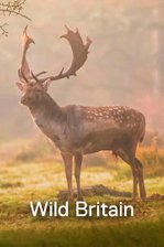 Wild Britain