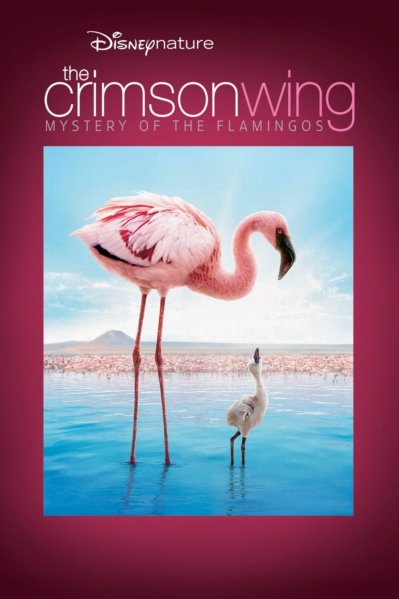 Disneynature: The Crimson Wing: Mystery Of The Flamingos