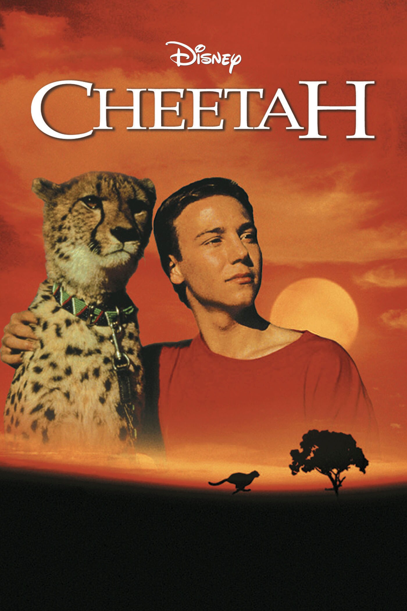 Cheetah