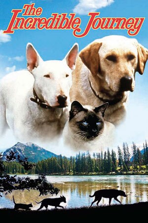 The Incredible Journey